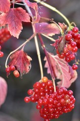 viburnum opulus, roseum..