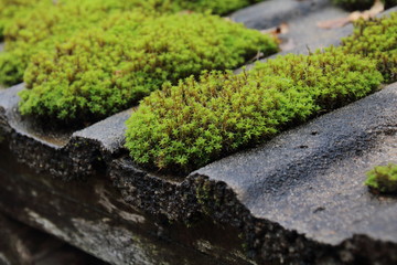 roof is covered with green moss