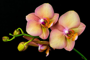 Fototapeta na wymiar Multicolor orchid flower