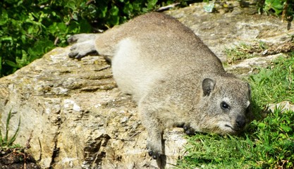 Close up of Cape hyrax in Hermanus