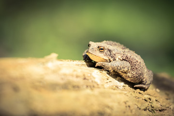 Portrait of common toad (Bufo bufo) known as European Common sitting alone on log in nature - beautiful reptile isolated against natural blured habitat