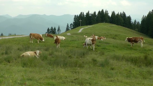 scenic view at the blomberg in bavaria with cows grazing