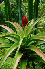 Obraz premium Tropiques - Aloe helenae