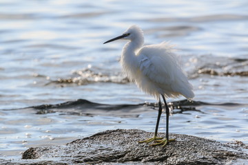 White heron standingin the sea