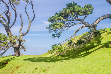 green trees in park, outdoor picture