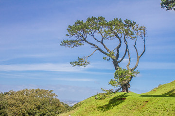 green trees in park, outdoor picture