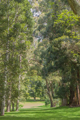 green trees in park, outdoor picture