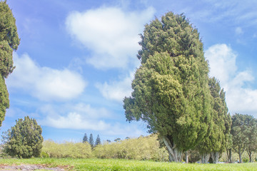 Fototapeta na wymiar green trees in park, outdoor picture