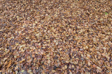 Brown beech tree leaves background on the forest floor