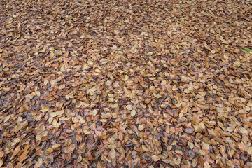 Brown beech tree leaves on the forest floor background