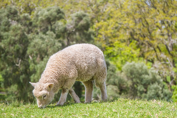 Obraz na płótnie Canvas white sheep on green grass