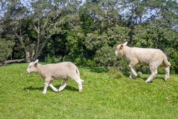 Obraz na płótnie Canvas white sheep on green grass