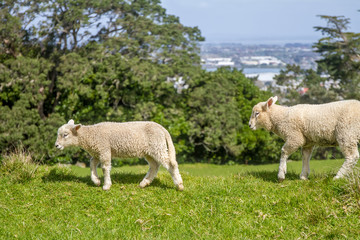 white sheep on green grass