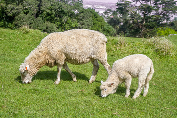 white sheep on green grass