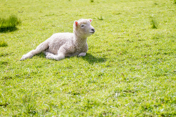 white sheep on green grass