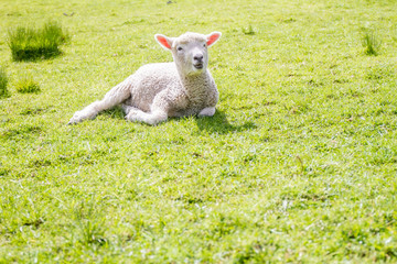 white sheep on green grass