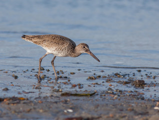 Willet found foraging on the Rhode Island coastline.