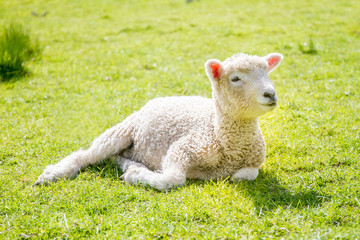 white sheep on green grass