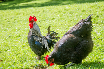 beautiful black cock on natural background