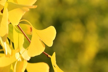 紅葉の時期がやってきた
