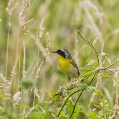 Common Yellowthroat perched in the brush