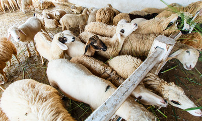 sheep in farm