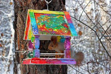 Squirrel inside of colorful bird feeder in winter park