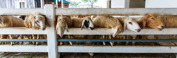 sheep in farm