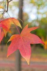 アメリカフウの紅葉
