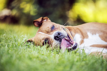 Happy dog lying on the grass