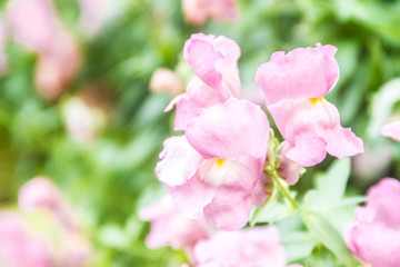 Fototapeta na wymiar spring blossom flower background