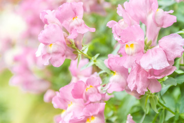 spring blossom flower background