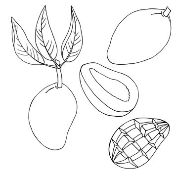 mango vector contour set coloring book illustration