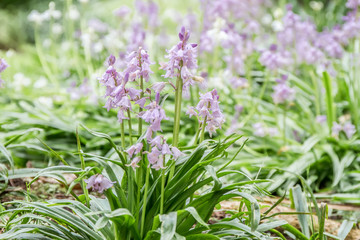 Naklejka premium spring blossom flower background