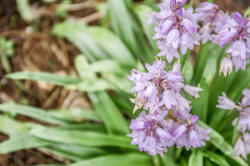 spring blossom flower background