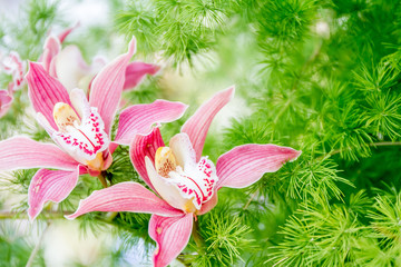 fresh beautiful vivid colorful orchid in nature