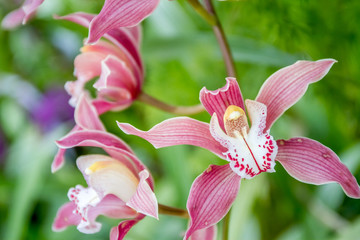 fresh beautiful vivid colorful orchid in nature
