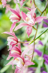 Obraz na płótnie Canvas fresh beautiful vivid colorful orchid in nature