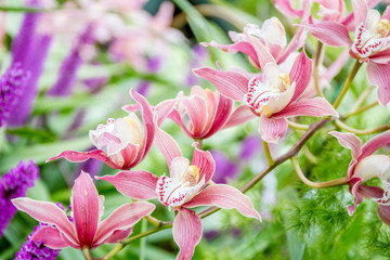 fresh beautiful vivid colorful orchid in nature