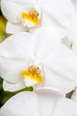 Fototapeta na wymiar fresh beautiful vivid colorful orchid in nature
