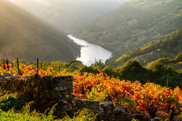 Obraz premium Sunset over the vineyards of Ribeira Sacra
