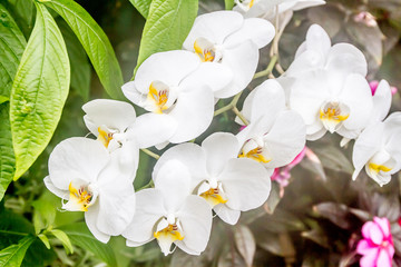 fresh beautiful vivid colotful orchid in nature