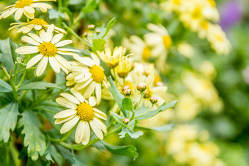 Colorful fresh spring daisy flowers on green bokeh background. V