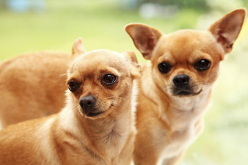 Two curious chihuahua indoors, soft focus