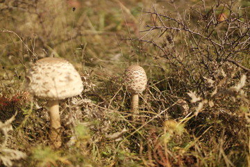 Edible fresh mushrooms.