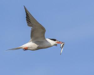 Common tern flying with sand eel.