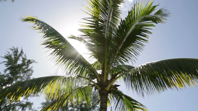The sun shines behind a palm tree in Mauritius