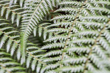 fern leaves on natural background
