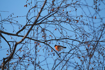 Eurasian bullfinch sitting on a tree
