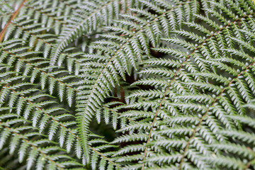 fern leaves on natural background